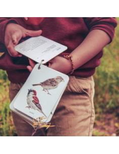 FIXA-T’HI: OCELLS 2