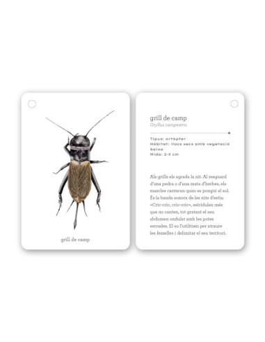 Fixa-t’hi: Insectes
