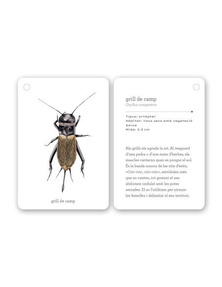 Fixa-t’hi: Insectes