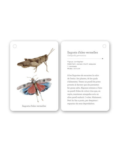 Fixa-t’hi: Insectes