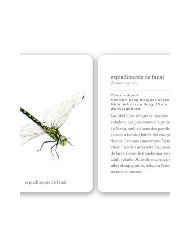 Fixa-t’hi: Insectes
