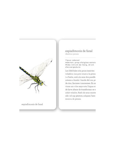 Fixa-t’hi: Insectes