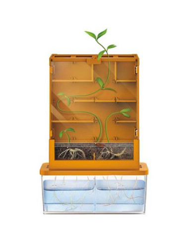 Laberinto de Cultivo Green Science 4M | Kit Científico de Botánica